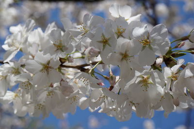 Close-up of white cherry blossom tree
