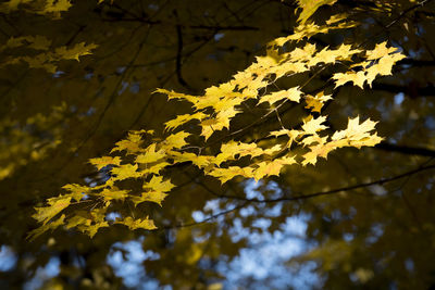 Close-up of yellow maple leaves on tree