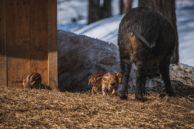 Close-up of  boars