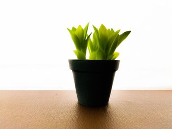 Close-up of potted plant on table against white background