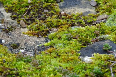 Moss growing on rocks