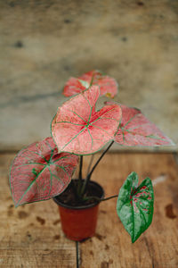 Close-up of red flower