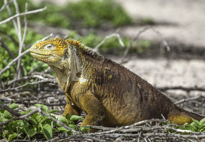 Close-up side view of lizard