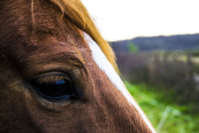 Close-up of horse