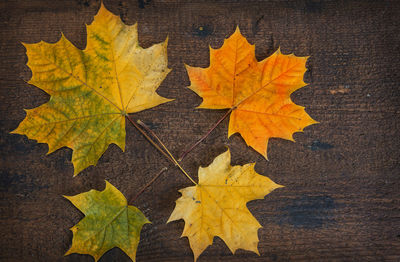 Close-up of yellow maple leaves on tree during autumn