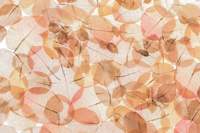 Full frame shot of translucent white wall of leaf pattern