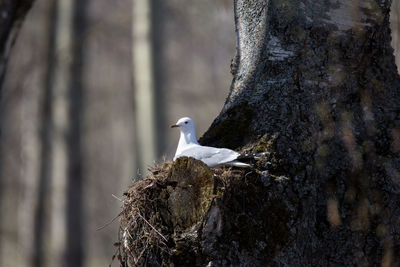 Close-up of bird perching on tree trunk