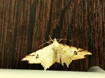 Directly above shot of dry leaf on wood