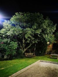 View of tree at night