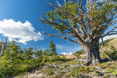 Low angle view of trees against sky