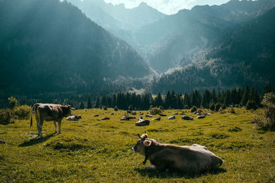 Cow on field against mountains