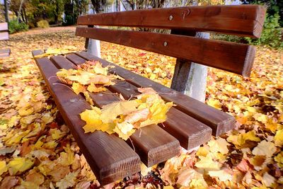 Autumn leaves on bench