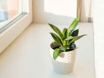 Flower pot with sansevieria. indoors plant on windowsill. peaceful botanical hobby. gardening.