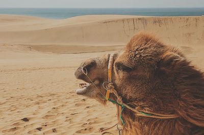 Side view of a camel on beach
