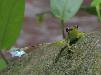 Close-up of insect on plant