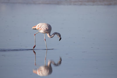 Flamingo eating in the altiplanic lagoons