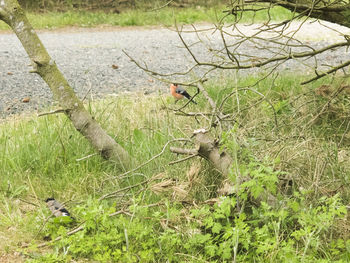 View of bird on field