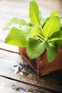 Close-up of green leaves on table