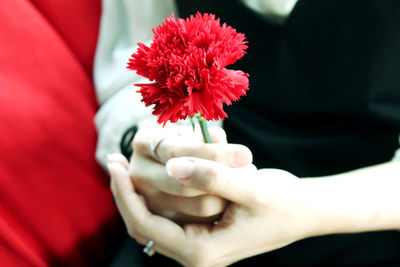 Close-up of hand holding red flower