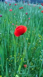 Close-up of red poppy flower