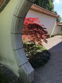 Red flowering plants by building in yard