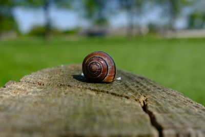 Close-up of snail on tree trunk