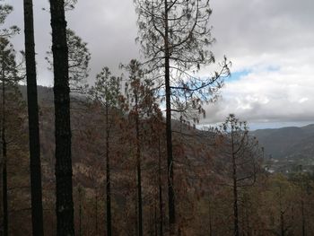 Panoramic view of pine trees in forest against sky