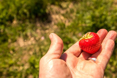 Cropped image of hand holding strawberry