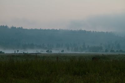 Scenic view of field against sky during foggy weather