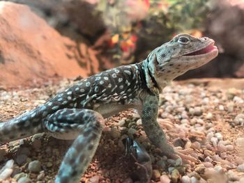 Close-up of lizard on rock