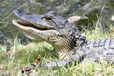 Close-up of a lizard in a swamp