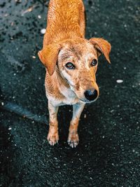 High angle portrait of dog standing outdoors