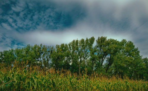 Trees on field against sky