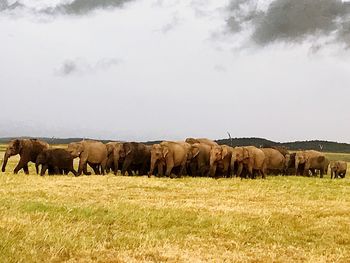 Horses grazing on field against sky