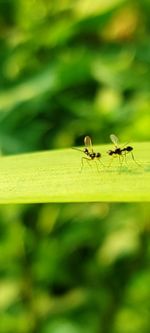 Close-up of ant on leaf