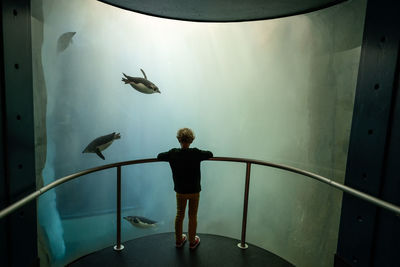 Rear view of man standing in fish tank at aquarium