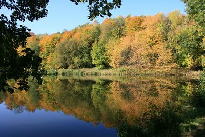 Reflection of trees in lake