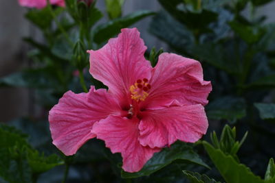 Close-up of pink flower