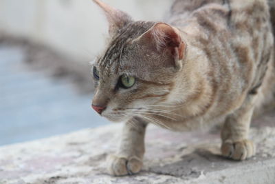 Close-up of cat