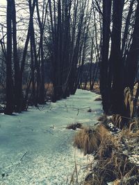 Bare trees in forest