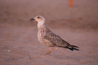 Close-up of seagull perching on a land