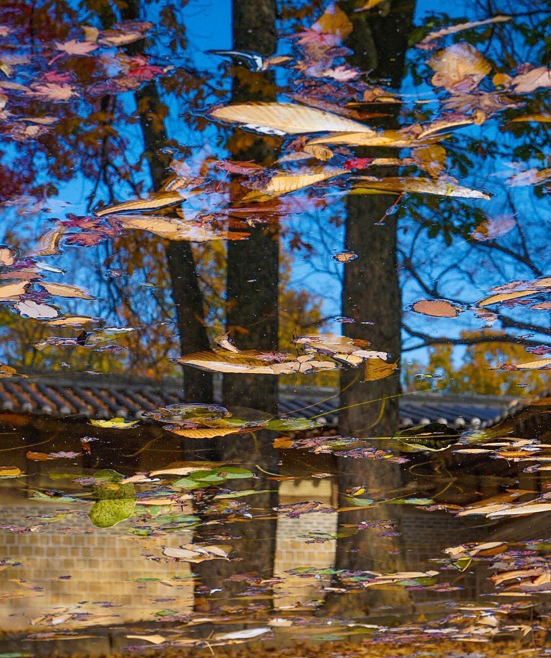 FULL FRAME SHOT OF TREE WITH REFLECTION