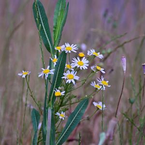 Close-up of flowering plant on field