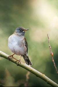 Close-up of bird perching on branch
