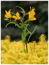 Close-up of yellow crocus flowers blooming on field