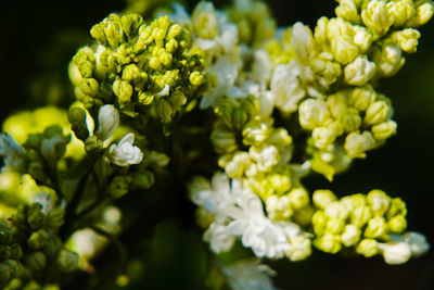 Close-up of white flowering plant