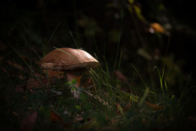 Close-up of mushroom growing on land