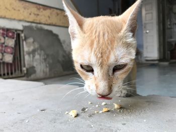 Close-up portrait of a cat