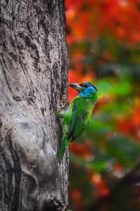 Bird perching on tree trunk