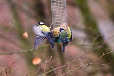Close-up of bird flying